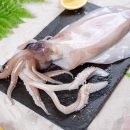 SQUID